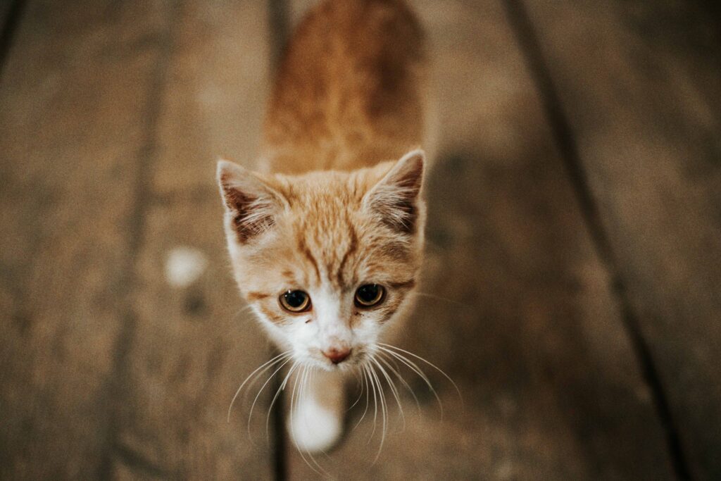 Werbefotografie Adelwöhrer - Aufnahme einer Katze
