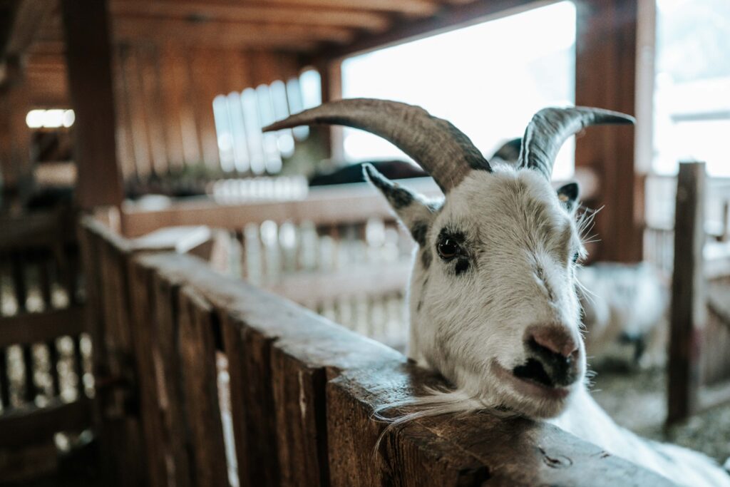 Werbefotografie Adelwöhrer - Tieraufnahme einer Ziege