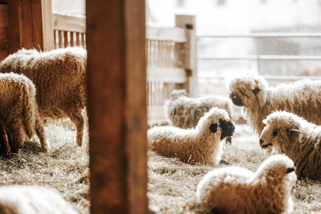 Werbefotografie Adelwöhrer - Aufnahme mehrerer Schafe im Stall