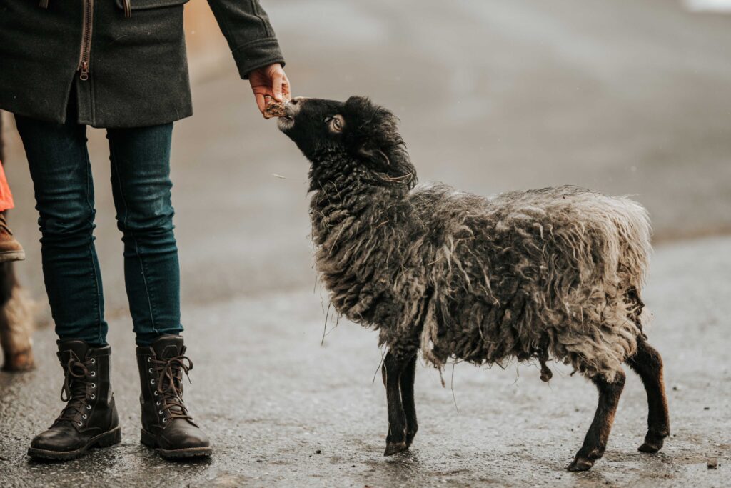 Werbefotografie Adelwöhrer - Aufnahme eines kleinen Schafes