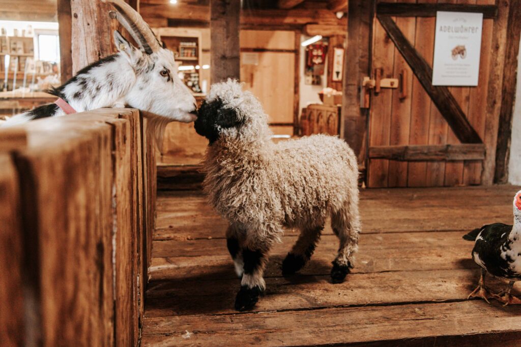 Werbefotografie Adelwöhrer - Aufnahme der Tiere am Hof