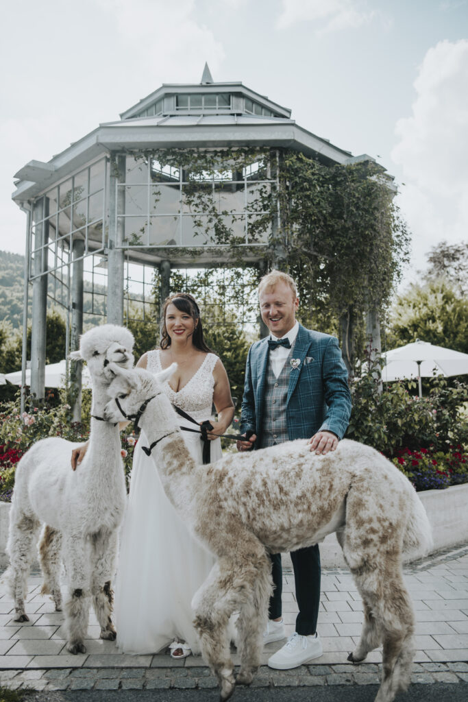 Hochzeitsfotografie- Porträtfotografie eines Brautpaares mit Alpakas
