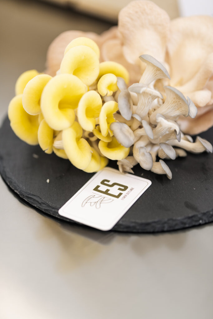 Werbefotografie- Detailaufnahme von einem Seitlingpilz