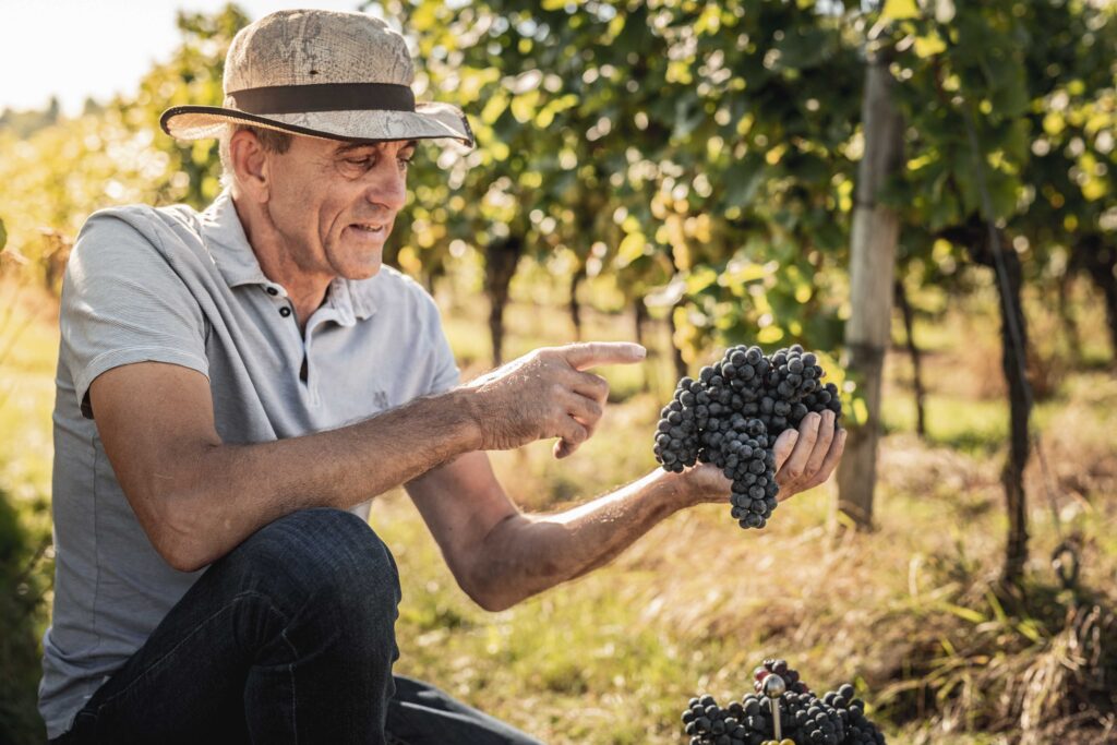 Werbefotografie Weingut Singer - Bader - die Arbeiter im Weingarten bei der Ernte