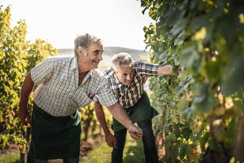 Werbefotografie Weingut Singer - Bader - die Arbeiter im Weingarten bei der Ernte