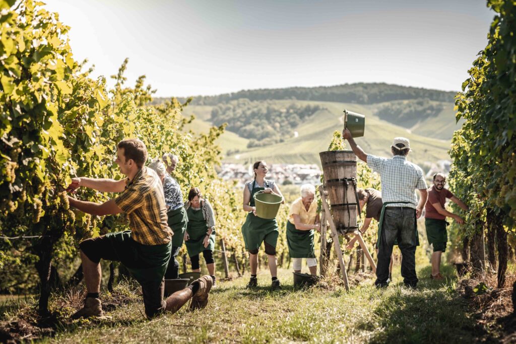 Werbefotografie Weingut Singer - Bader - die Arbeiter im Weingarten bei der Ernte
