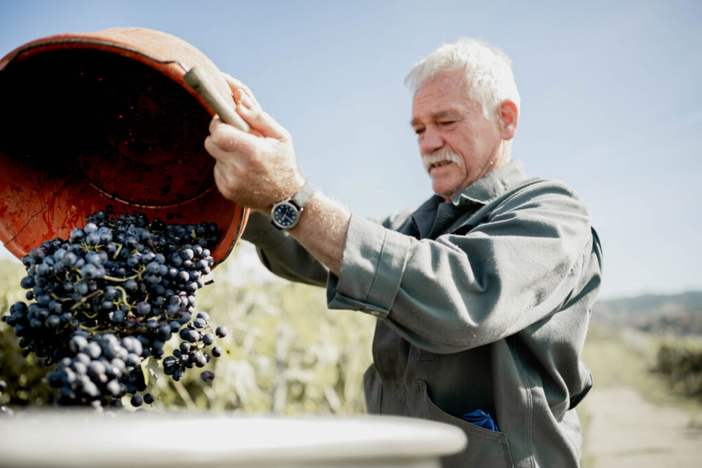 Werbefotografie Winzergenossenschaft Achkarren - Imagefoto eines älteren Mannes bei der Weintraubenernte