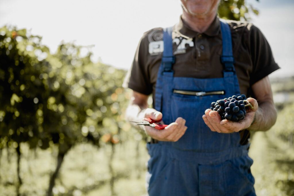 Werbefotografie Winzergenossenschaft Achkarren - Imagefoto eines älteren Mannes bei der Weintraubenernte