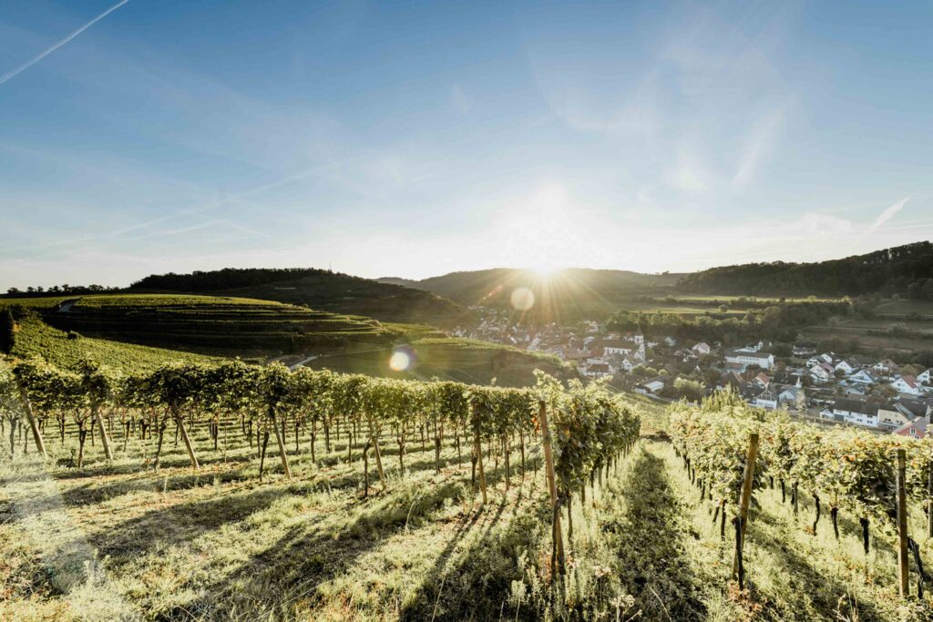 Werbefotografie Winzergenossenschaft Achkarren - Landschaftsfoto des Weingartens