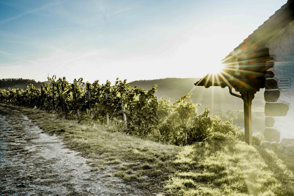 Werbefotografie Winzergenossenschaft Achkarren - Landschaftsfoto des Weingartens