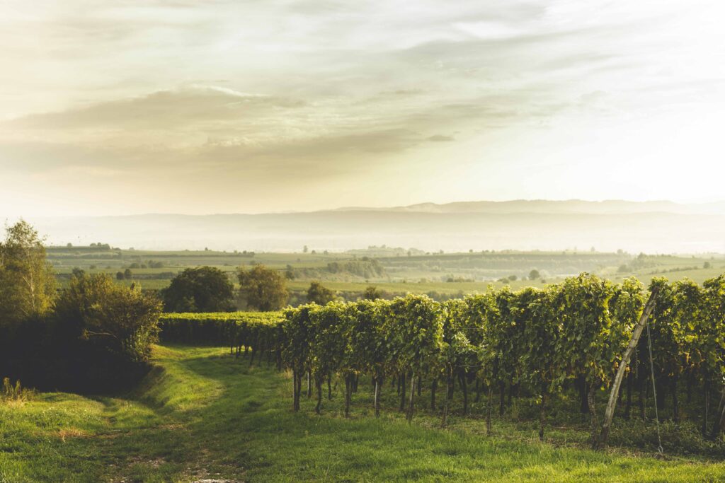 Ein Landschaftsbild eines Weinbergs im Kaiserstuhl