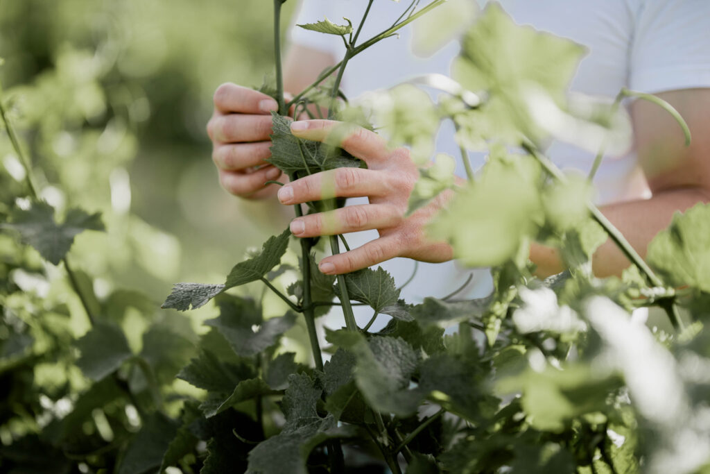 Werbefotografie Weingut Reinhardt/ Bild von der Ernte der Trauben im Weingarten