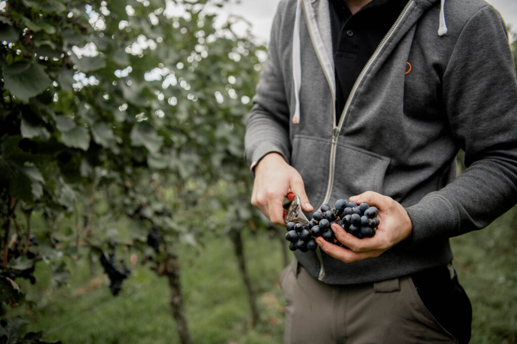 Werbefotografie Weingut Reinhardt/ Bild von der Ernte der Trauben im Weingarten