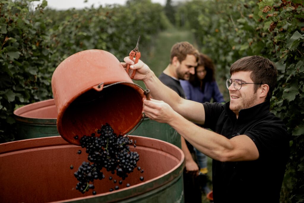 Werbefotografie Weingut Reinhardt/ Bild von der Ernte der Trauben im Weingarten