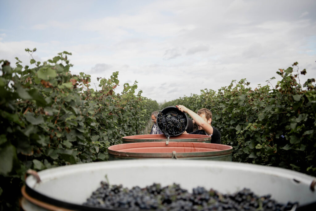 Werbefotografie Weingut Reinhardt/ Bild von der Ernte der Trauben im Weingarten