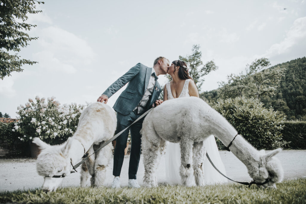 Hochzeitsfotografie- Porträtfotografie eines Brautpaares mit Alpakas